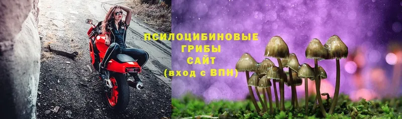 Галлюциногенные грибы Psilocybe  Саянск 